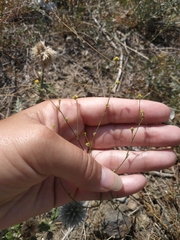 Bupleurum marschallianum