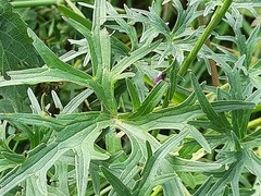 Delphinium crispulum