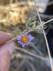 Symphyotrichum campestre