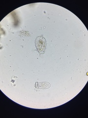 Euglypha strigosa