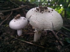 Termitomyces heimii