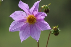 Dahlia sherffii