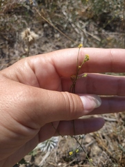 Bupleurum marschallianum