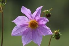 Dahlia sherffii