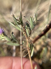 Symphyotrichum campestre