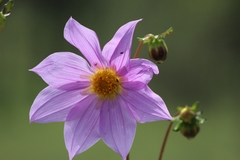 Dahlia sherffii