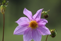 Dahlia sherffii