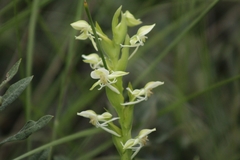 Habenaria castroi
