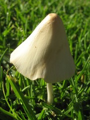 Conocybe apala albipes