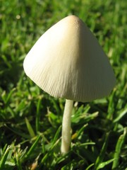 Conocybe apala albipes