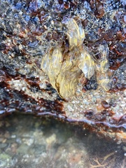 Clavelina