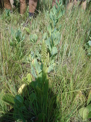 Brownleea parviflora