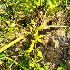 Oxybasis glauca