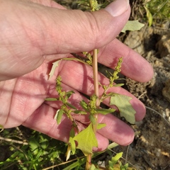 Oxybasis glauca