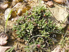 Trichodiadema occidentale