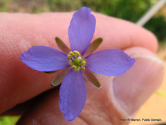 Heliophila subulata