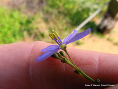 Heliophila subulata