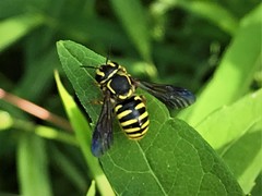 Paranthidium jugatorium lepidum