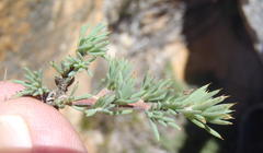 Aspalathus rigidifolia