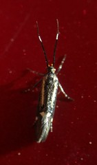 Esperia sulphurella