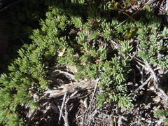 Aspalathus rigidifolia