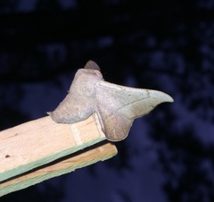 Cicinnus melsheimeri