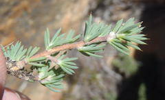 Aspalathus rigidifolia