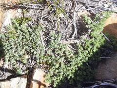 Aspalathus rigidifolia