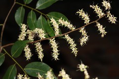 Copaifera paupera