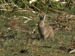 Oryctolagus cuniculus