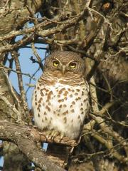 Glaucidium capense ngamiense