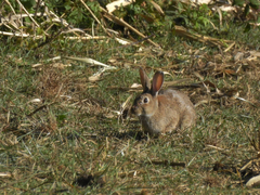 Oryctolagus cuniculus