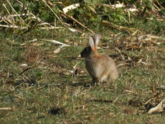Oryctolagus cuniculus