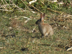 Oryctolagus cuniculus