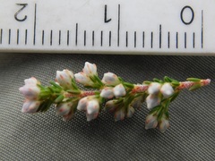 Erica floccifera