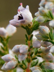 Erica floccifera
