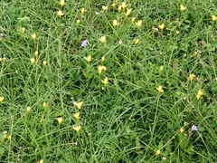 Zephyranthes citrina