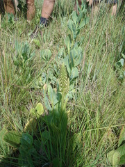 Brownleea parviflora