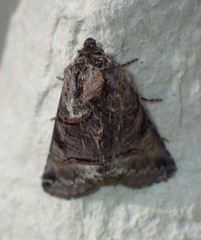 Abrostola tripartita