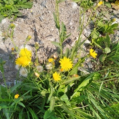 Sonchus arvensis
