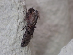 Abrostola tripartita