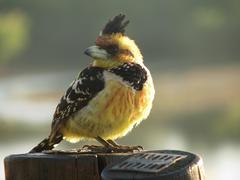 Trachyphonus vaillantii vaillantii