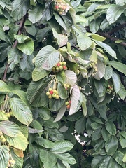 Aria edulis