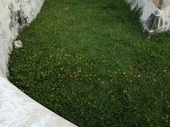 Zephyranthes citrina