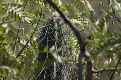 Lemaireocereus hollianus