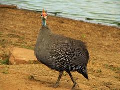 Numida meleagris mitratus