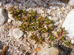 Disphyma dunsdonii