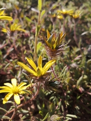 Gorteria piloselloides