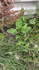 Rumex aquaticus