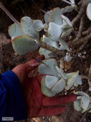 Cotyledon orbiculata orbiculata
